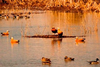 Birding In Jammu Kashmir