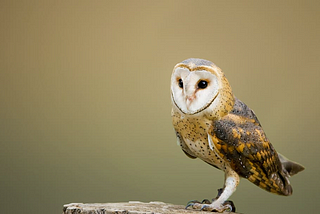 Volcanic Sulfur May Color Barn Owl Feathers Red