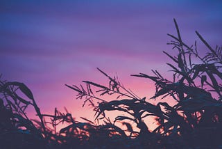 Purple sunset over a cornfield