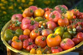 A large basket overflowing with heirloom tomatoes of various sizes and colors.