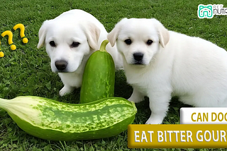Can Dogs Eat Bitter Gourd? Comprehensive Guide