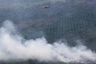 How did Palm Oil Industry Heat up Climate Change in Indonesia?