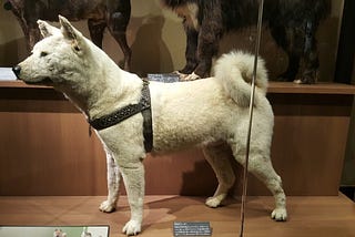 Love Hachiko? Yes you can still visit and see the legend in his original fur