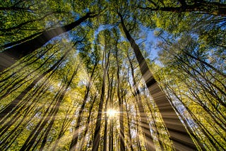Sunlight streaming through green trees towering overhead