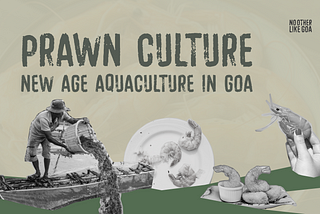 Prawn culture: New age aquaculture in Goa