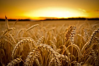 Wheat Disease Detection using Keras