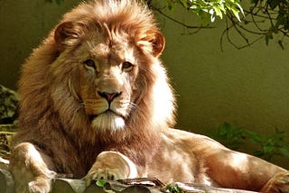 Importance of The Lions Gate Portal and How to Maximize Your Manifestation