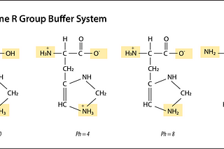 The Histidine R Group Buffer System