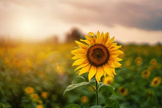 an image of a large sunflower in the foreground with a field of smaller sunflowers in the background as the sun approaches dawn.