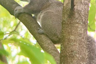 A Squirrel’s Tail