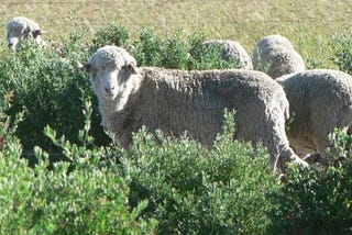 Sheep grazing on saltbush