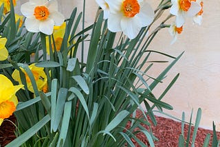 A Daffodil’s Song