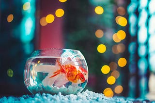 Who Has a Longer Attention Span: Human or Goldfish?