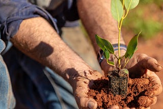 Why we don’t only plant trees