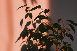 early morning