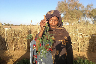 Comment les activités de maraichages du PAM revitalisent un village entier en Mauritanie …