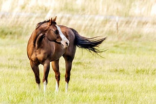 American Quarter Horse