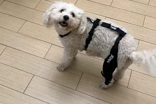 The Transformative Role of Dog Knee Braces in Canine Mobility