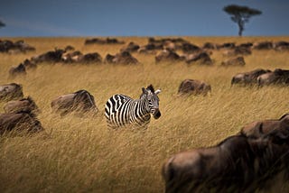 How to Find the Zebra Among all the Horses…