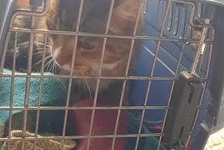 Mental health struggles and grieving a pet