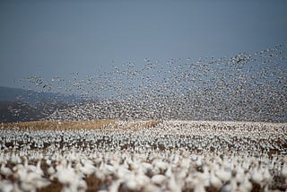 Migrations in Room