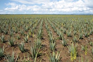 POURQUOI L’ALOE VERA EST VOTRE MEILLEUR ALLIÉ ?