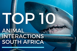 Top 10 Animal Interactions in South Africa