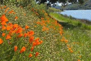 All the wildflowers in the West