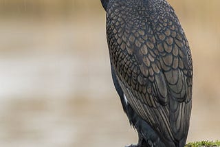 One of the Beautiful Birds Cormorants