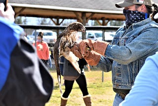 Holly’s Nest Animal Rescue releases hawks