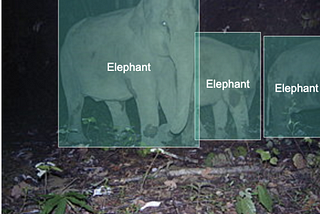 Catching poachers with machine learning