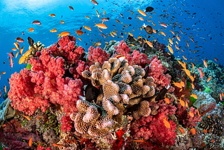 Are Coral Reefs Disappearing Forever?