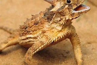 the Texas horned toad