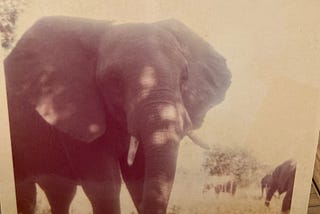 Elephant Tales