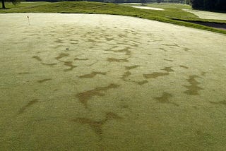 July 4th! Heat Stress, Summer Bentgrass Decline!?!, Red Leaf Spot and Divot Research