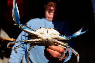 Italy’s blue crab invasion: If you can’t beat ’em, eat ’em