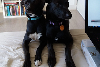 Two dogs resting their paws near an open laptop