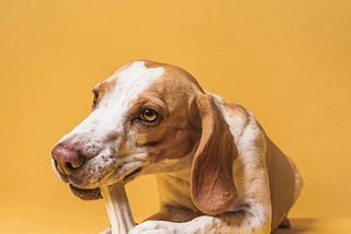 Biting No More: Unveiling the Secrets to Stop Your Dog’s Nipping Habits