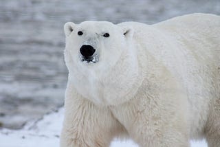 This isn’t about the polar bears: 3 responses to a climate change skeptic.