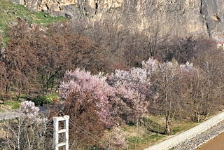 Almond trees in bloom in Badakshan, Afghanistan