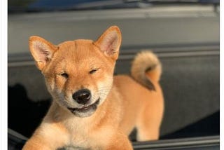 Elon Musk Floki Frunkpuppy Shiba Inu tweet