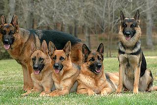 Texas Big German Shepherd | Training Tips