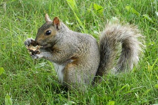 Three Scurrying Squirrels and Two Squished Skunks