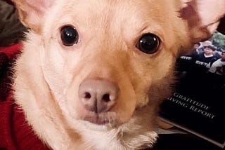 Brown and white chihuahua mix staring at the camera and wearing a red and black sweater