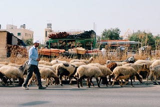 Descobrindo a Palestina: um diário [1ª Parte]