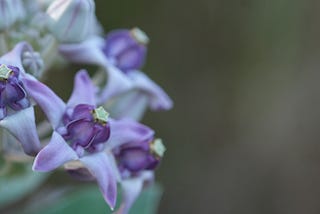 I Recently Photographed the Crown Flower With Iphone on Portrait Mode