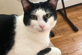 The Boston Cat Who Saved Me From Dying of Loneliness