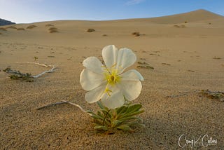 Ode to a Desert Flower