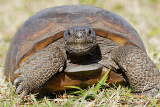 Ancient and Imperiled Gopher Tortoises