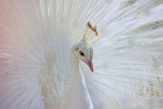 A Lady In A Fancy Dress